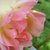 Rumena - Vrtnica plezalka - Phyllis Bide